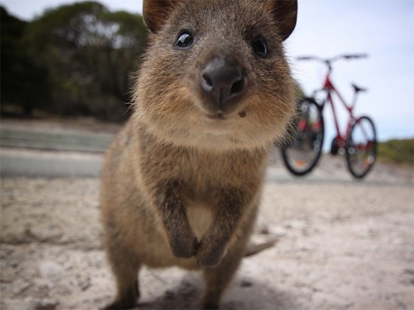 クアッカワラビー 動物園 日本にはいない 画像も 今 はやりのエンタメザツガクは